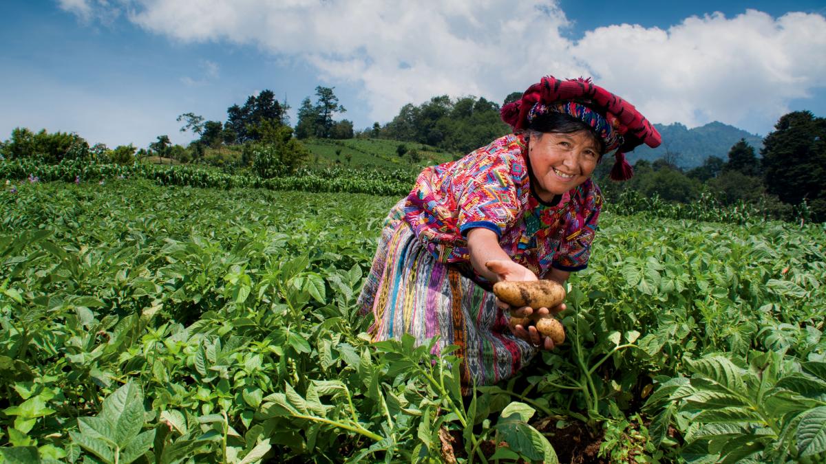 guatemala tarım